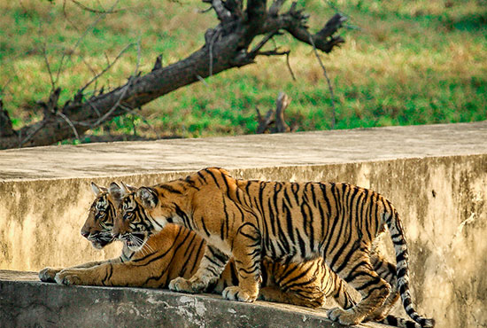 Safari to National Park