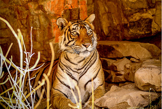 Best Time to Visit Ranthambhore National Park